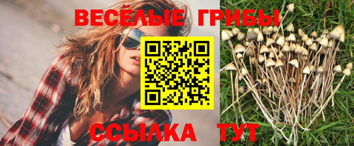 Галлюциногенные грибы Cubensis  Вход с VPN  Липецк 